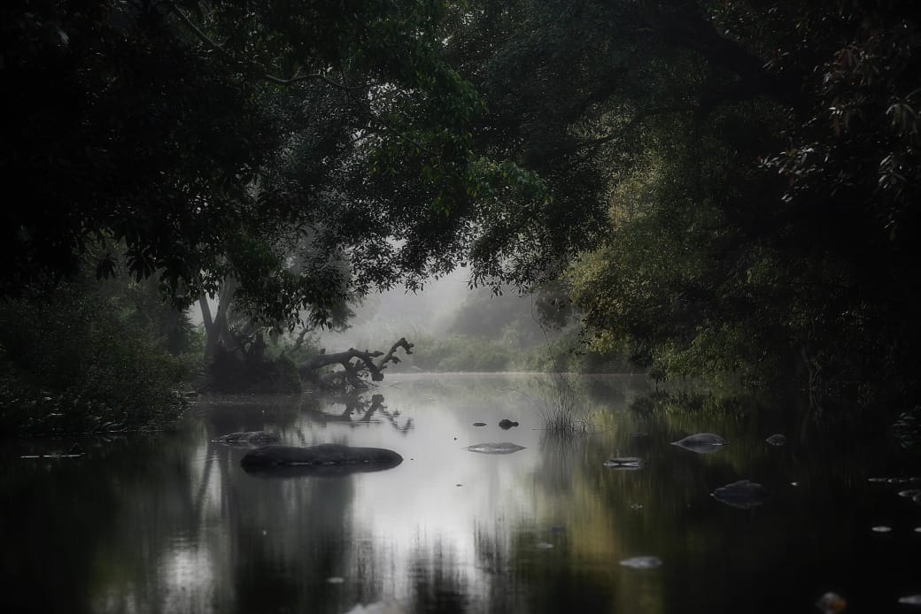 Quiet forest river landscape