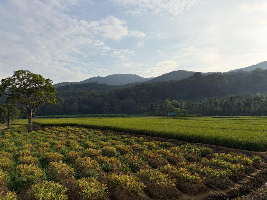 Paddy fields near Thirunelli